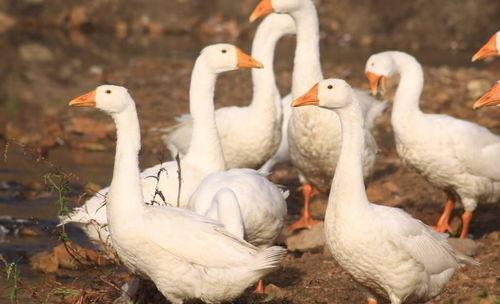 吃瓜鹅每日爆料小黄鸭睡前喝酒,揭秘娱乐圈神秘生活