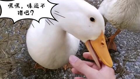 吃瓜鹅每日爆料小黄鸭睡前喝酒,揭秘娱乐圈神秘生活