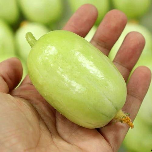 山东小瓜今日价格