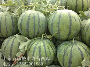 山东小瓜今日价格