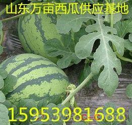 山东小瓜今日价格