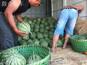 今日份摘瓜完成情况,收获满满，喜悦无限