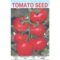 山东今日吊瓜价格,市场行情实时解析